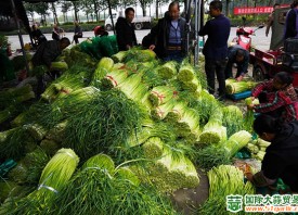 四川德陽：蒜苔價格大幅“縮水” ()