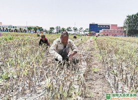 漯河：大蒜價格跌到新低 ()