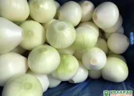 甘肅：洋蔥價(jià)格受質(zhì)量牽制 ()