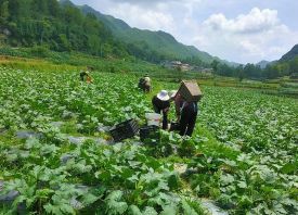 畢節(jié)織金：蔬菜搶“鮮”上市 ()