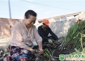 大營子村：紫皮蒜產(chǎn)業(yè)致富新途徑 ()