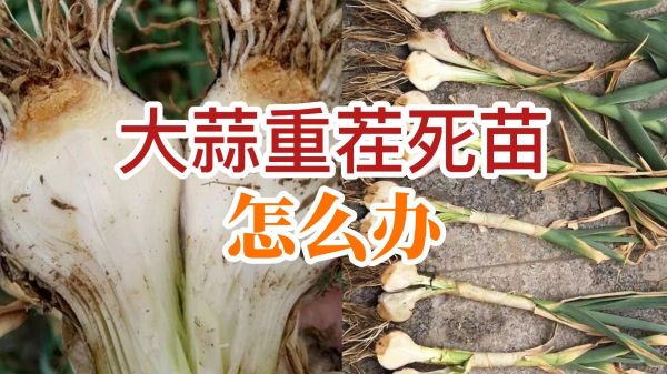 大蒜重茬死苗怎么辦 ()