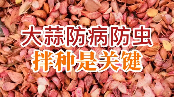 大蒜防病防蟲、拌種是關(guān)鍵 ()