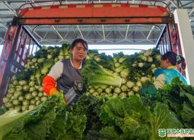 威寧自治縣：冷涼蔬菜“強勢出圈” ()